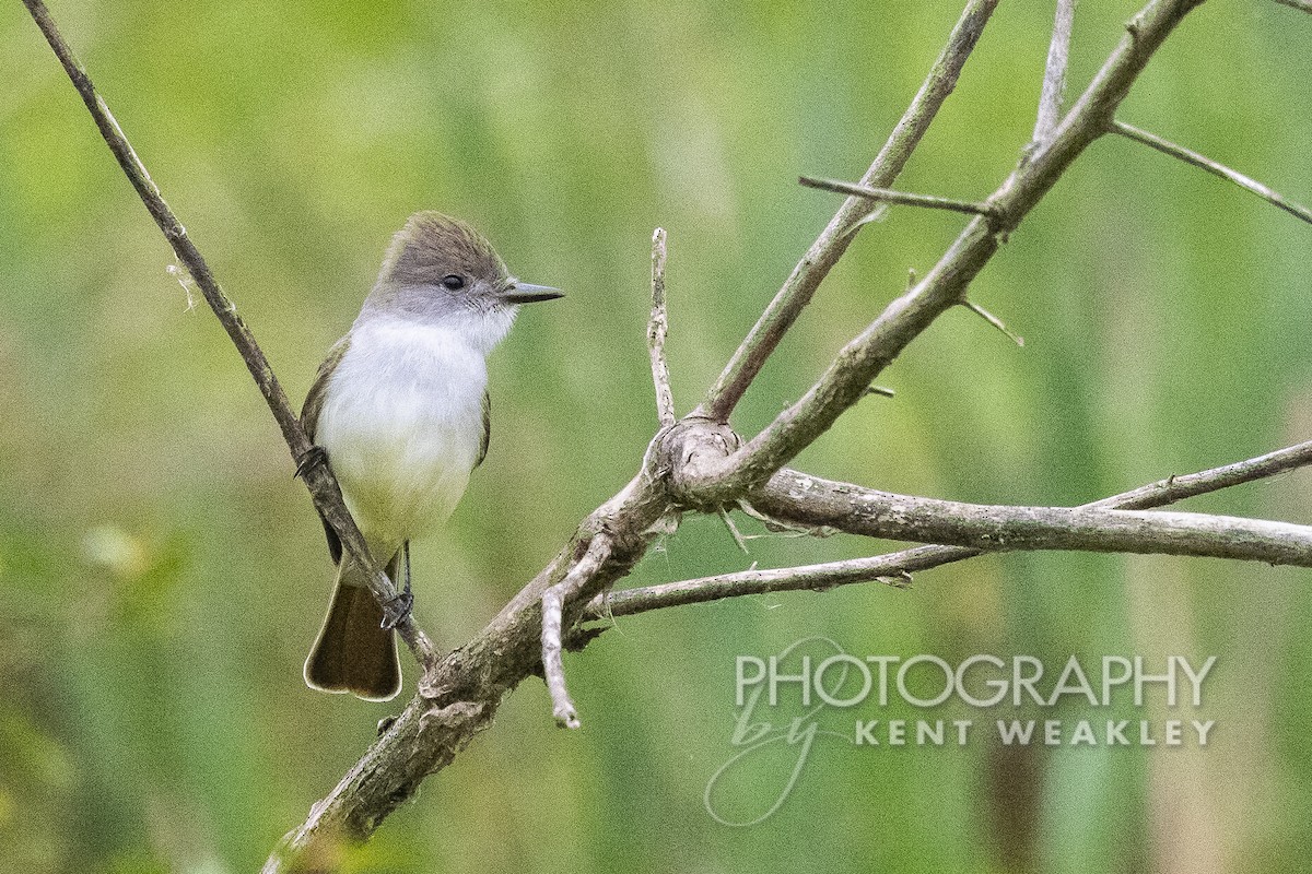 Ash-throated Flycatcher - Kent Weakley