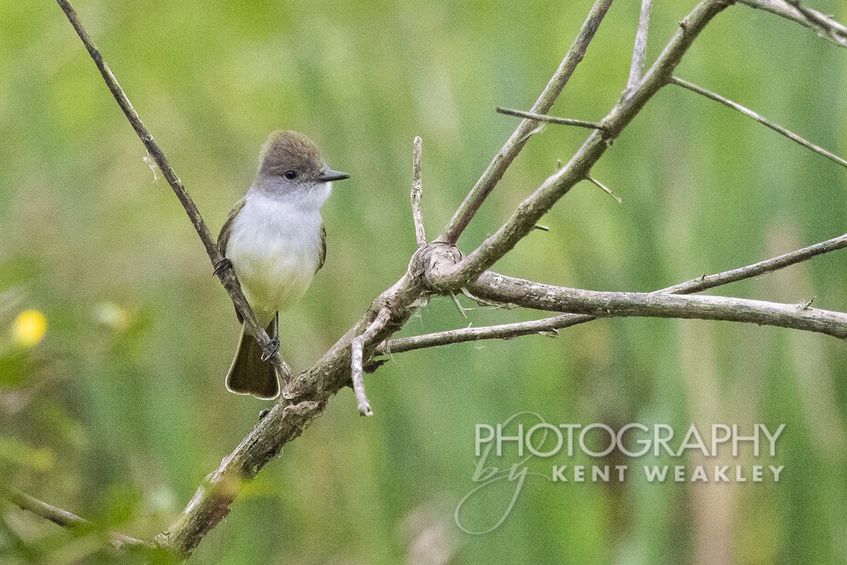 Ash-throated Flycatcher - Kent Weakley