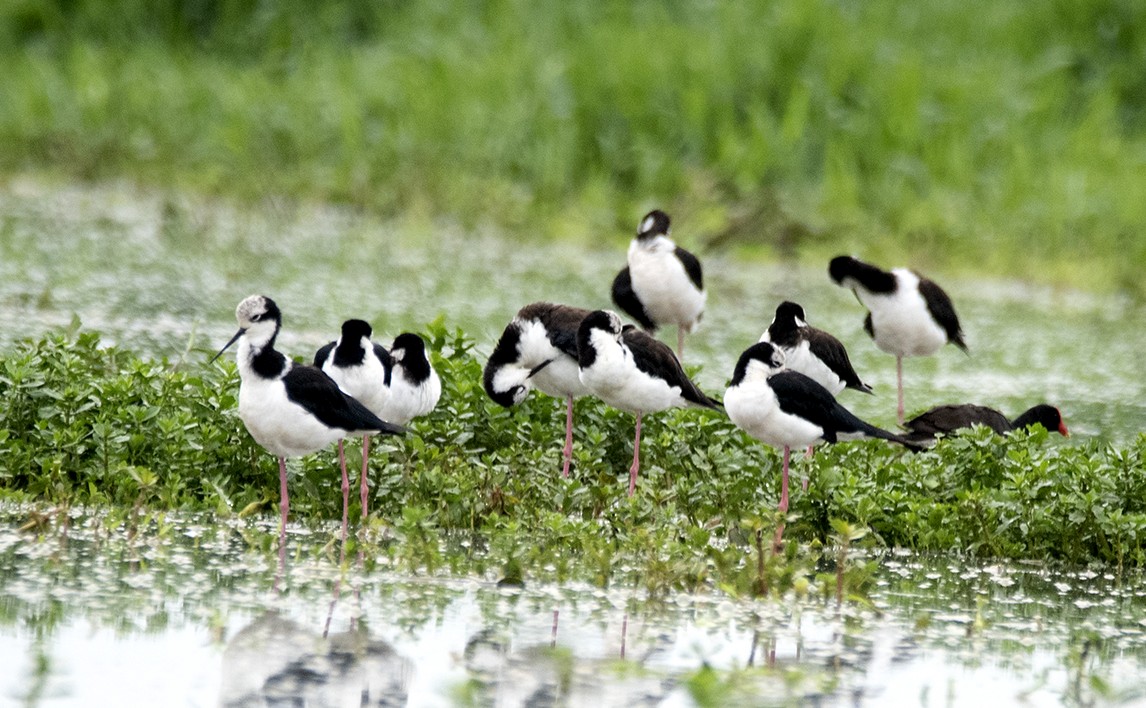 Black-necked Stilt - ML512625381