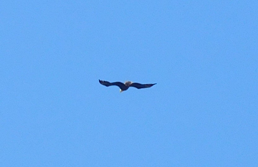 Bald Eagle - ML51262631