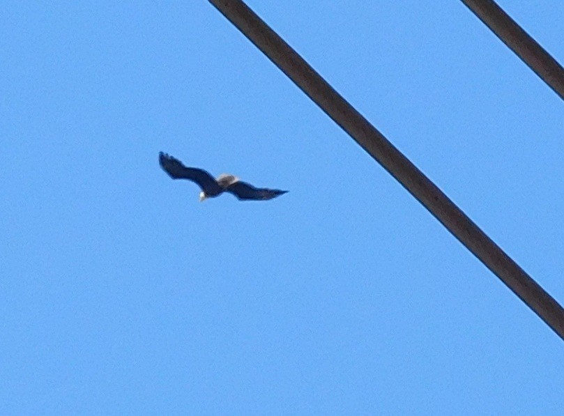 Bald Eagle - ML51262641