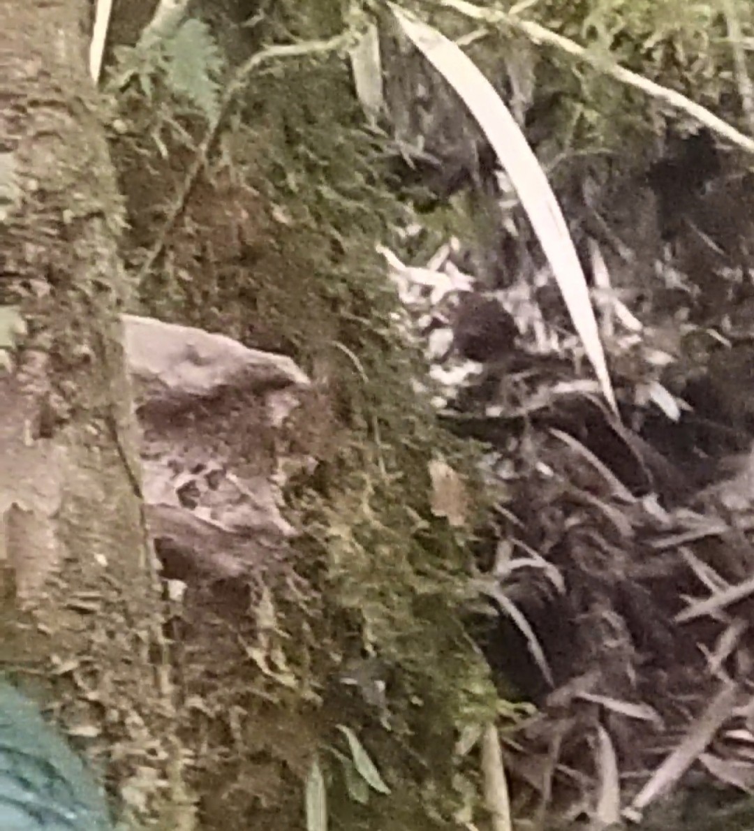 Equatorial Antpitta - ML512626731