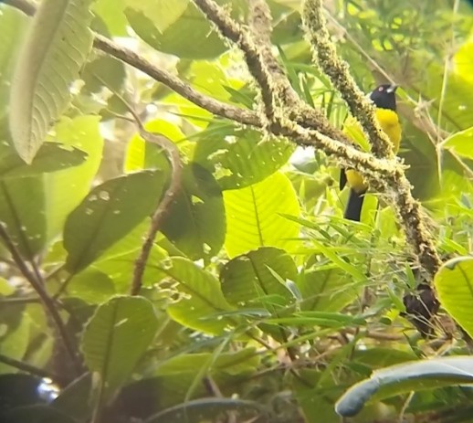 Hooded Mountain Tanager - FRANKLIN DIAS