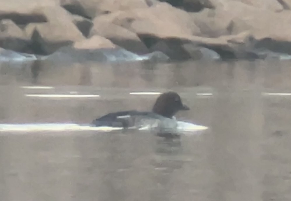 Common Goldeneye - ML512627551