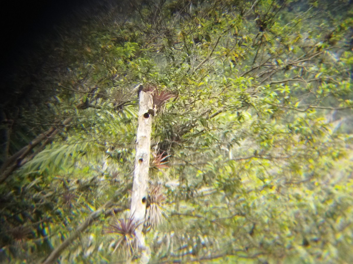 Long-tailed Tyrant - FRANKLIN DIAS