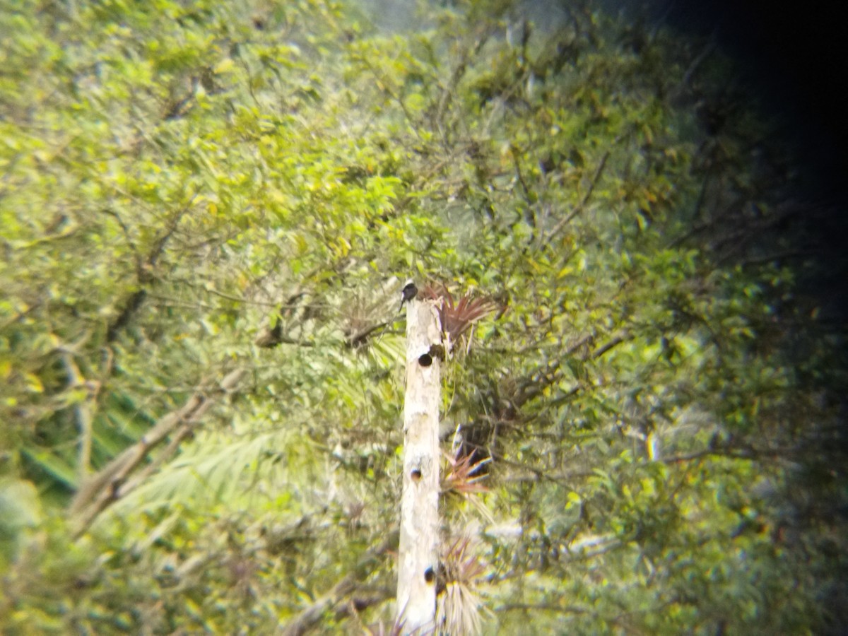 Long-tailed Tyrant - FRANKLIN DIAS