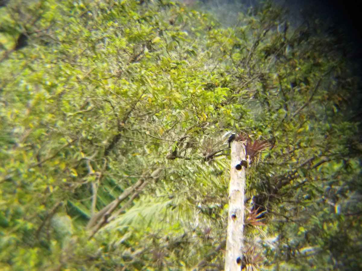 Long-tailed Tyrant - FRANKLIN DIAS