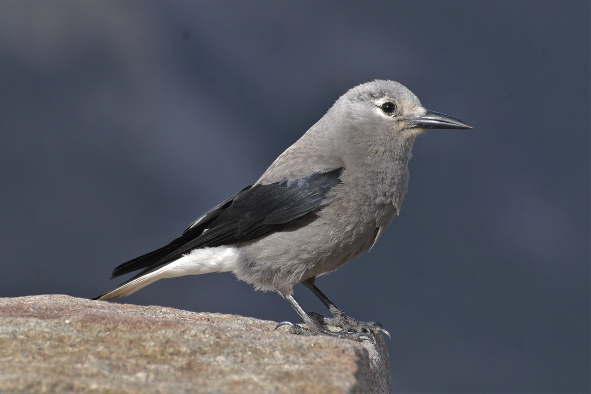 Clark's Nutcracker - David Hollie