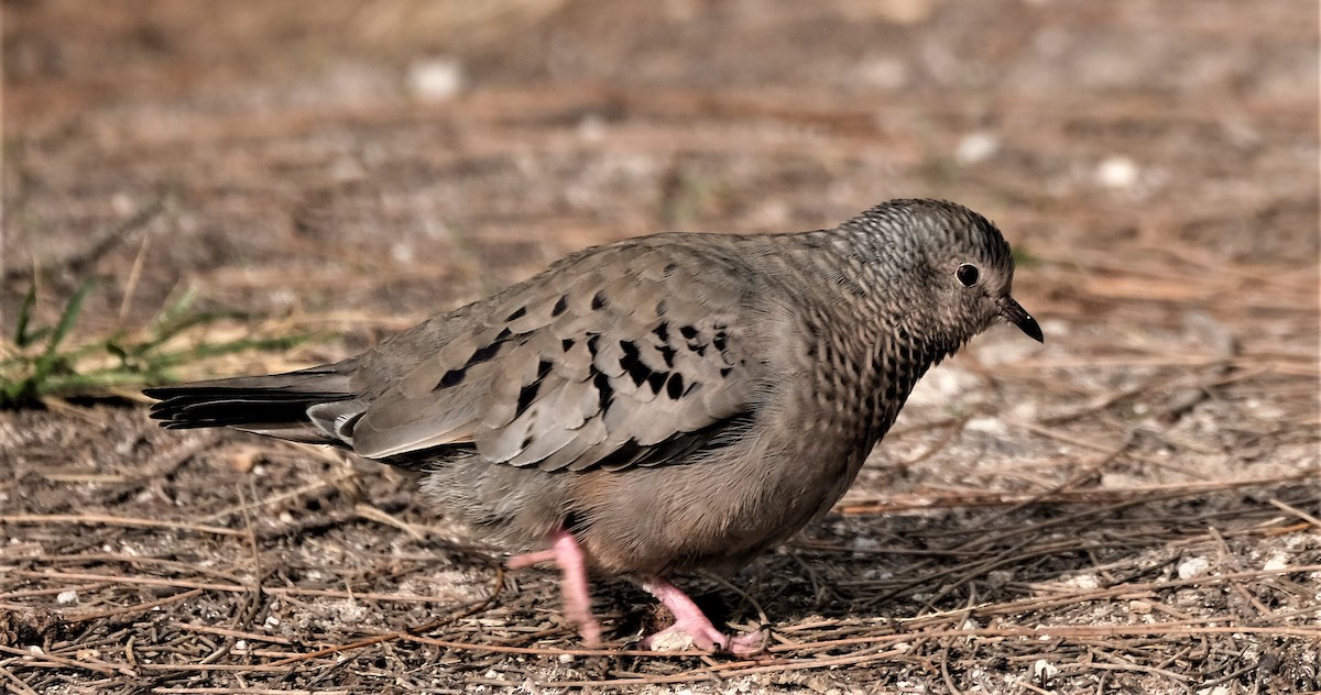 Common Ground Dove - ML512628251