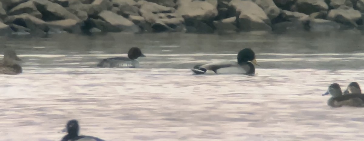 Common Goldeneye - ML512628391