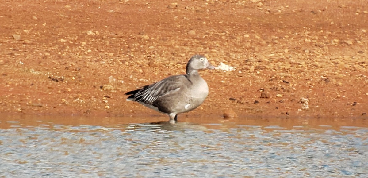 Snow Goose - Steve Patterson