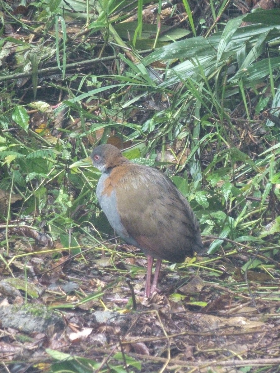 Slaty-breasted Wood-Rail - ML512630111