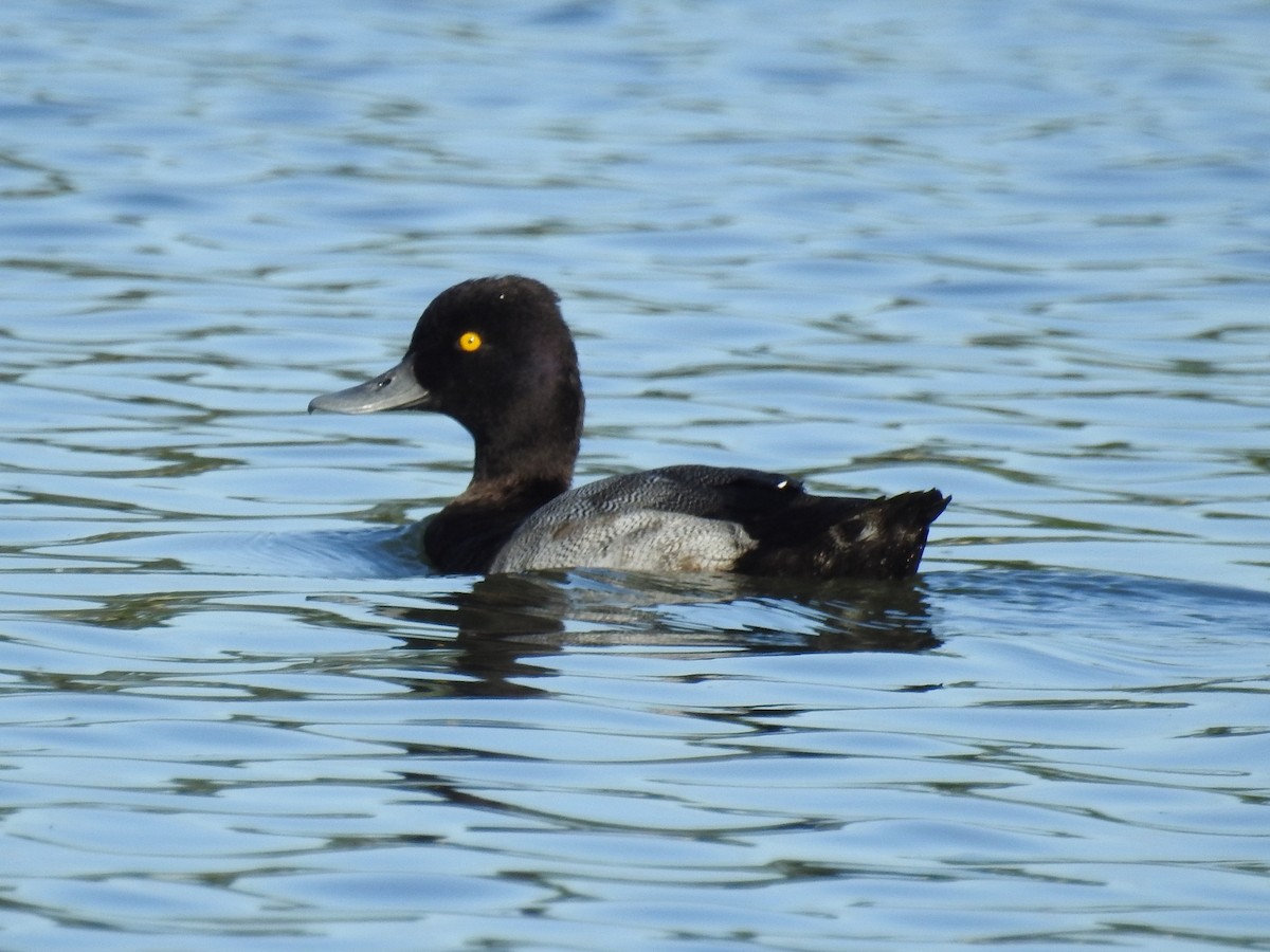 Lesser Scaup - Francisco Dubón