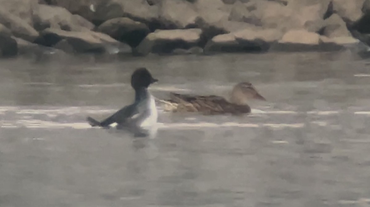 Common Goldeneye - ML512631671