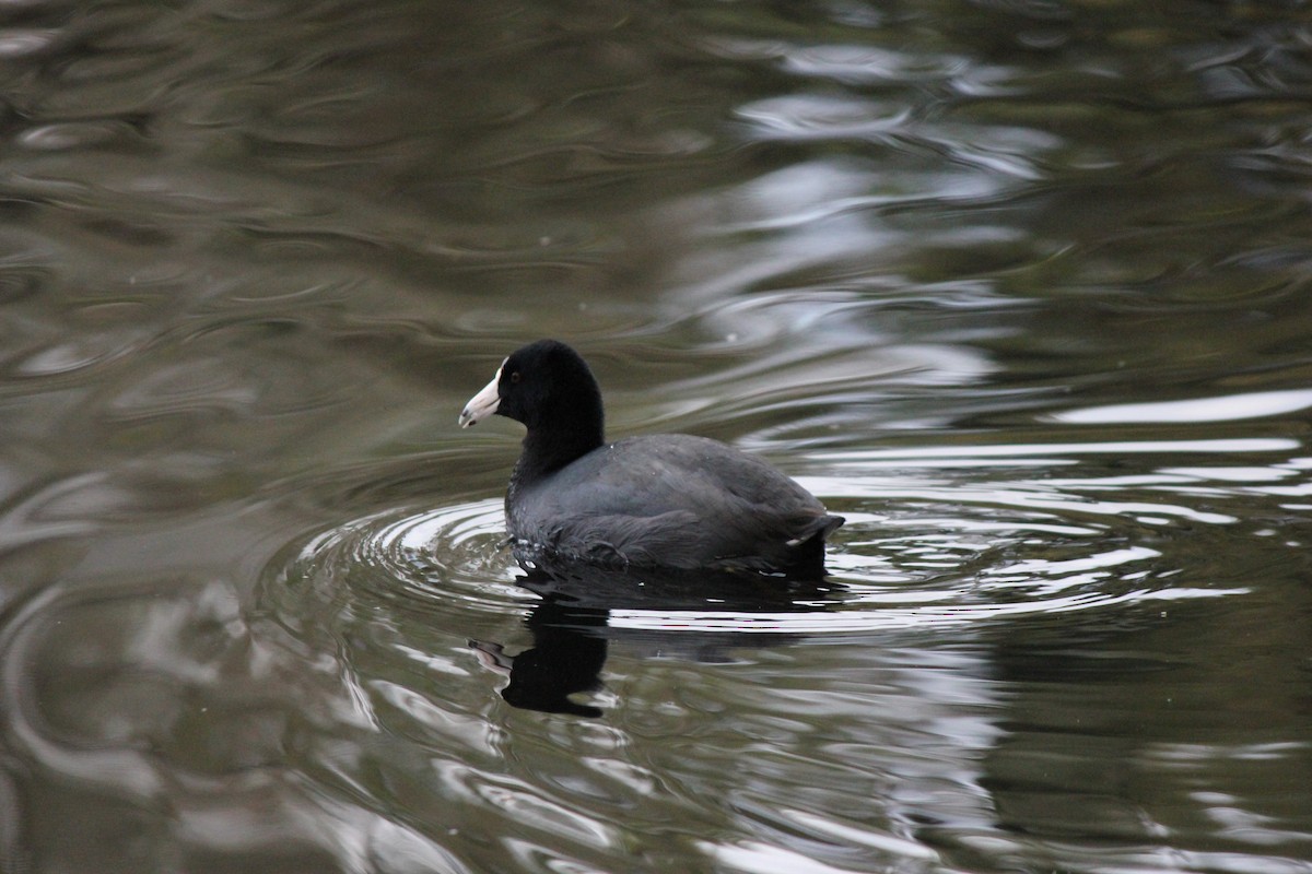 American Coot - ML512631871