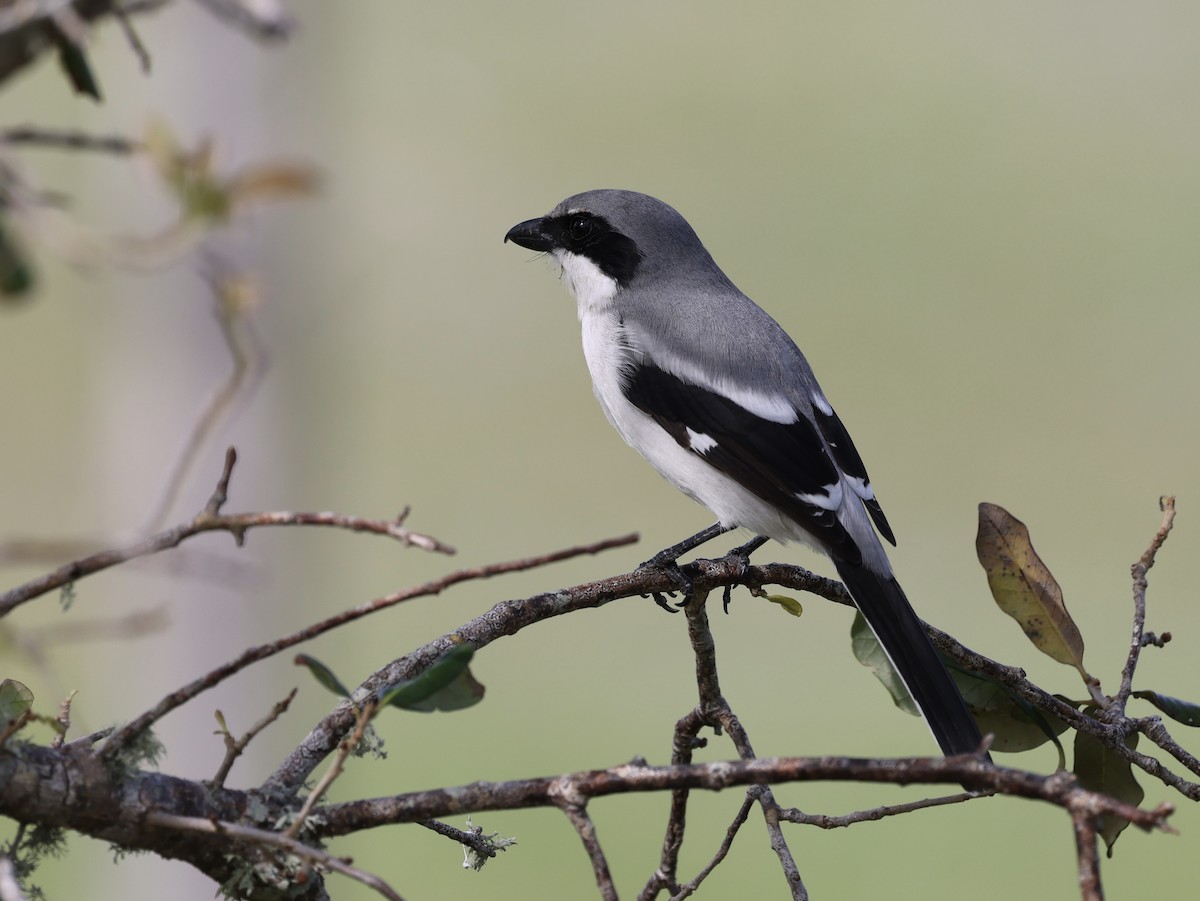 Loggerhead Shrike - Glenn and Ellen Peterson