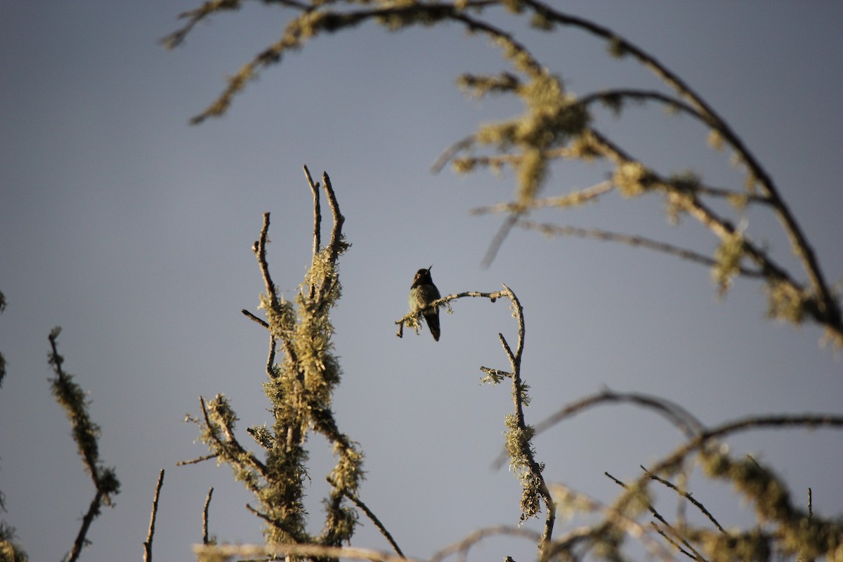 Anna's Hummingbird - ML512632151