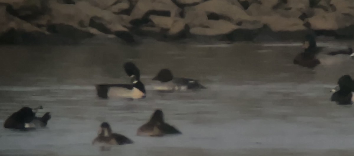 Common Goldeneye - ML512632251