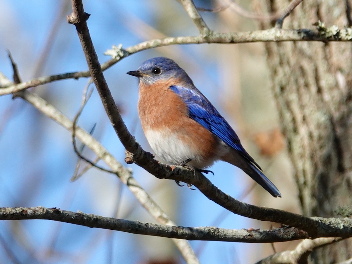 Eastern Bluebird - Mark S. Garland