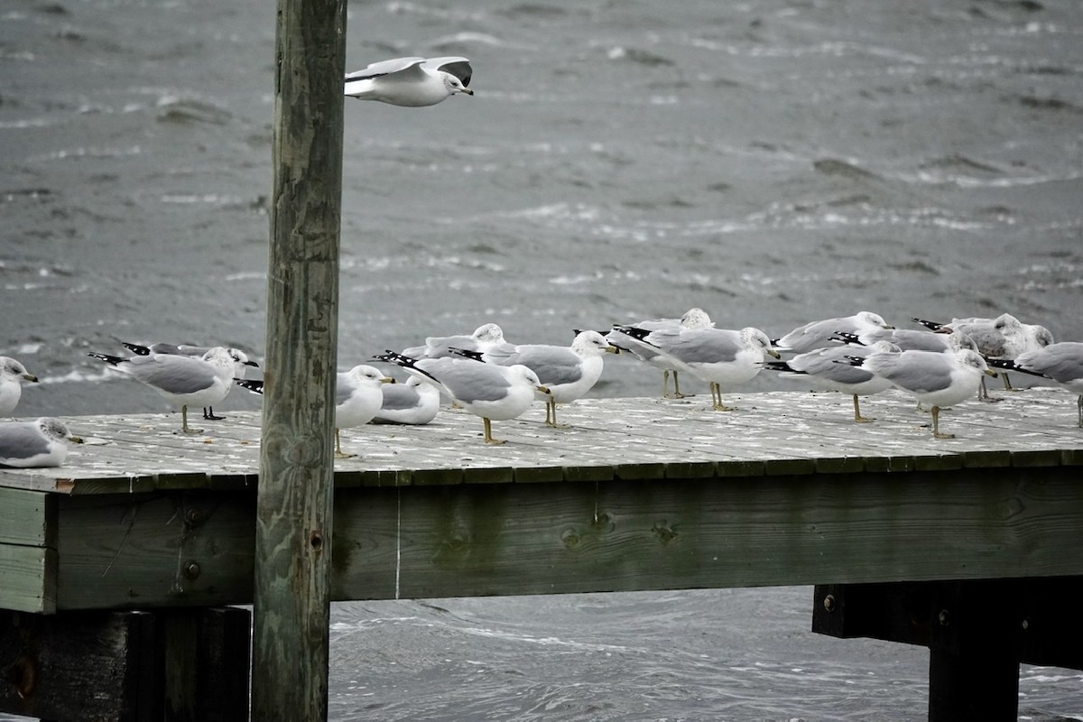 Ring-billed Gull - ML512634651