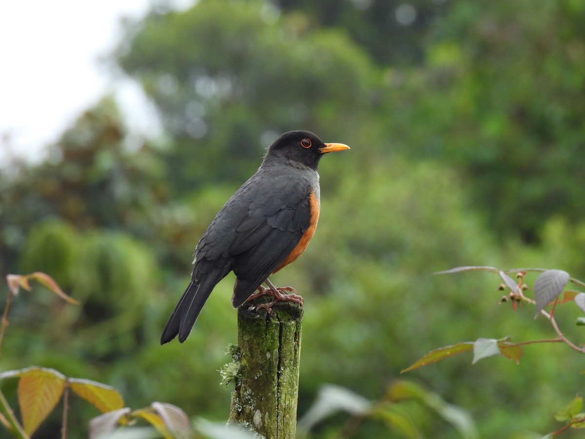 Chestnut-bellied Thrush - ML512634831