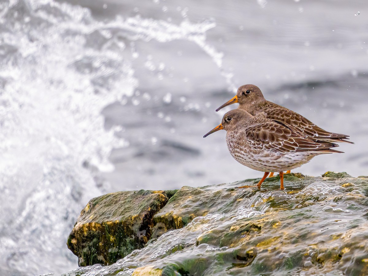 Purple Sandpiper - Jason Carlson