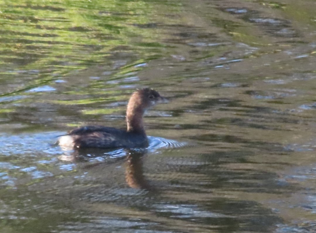 Pied-billed Grebe - ML512635851