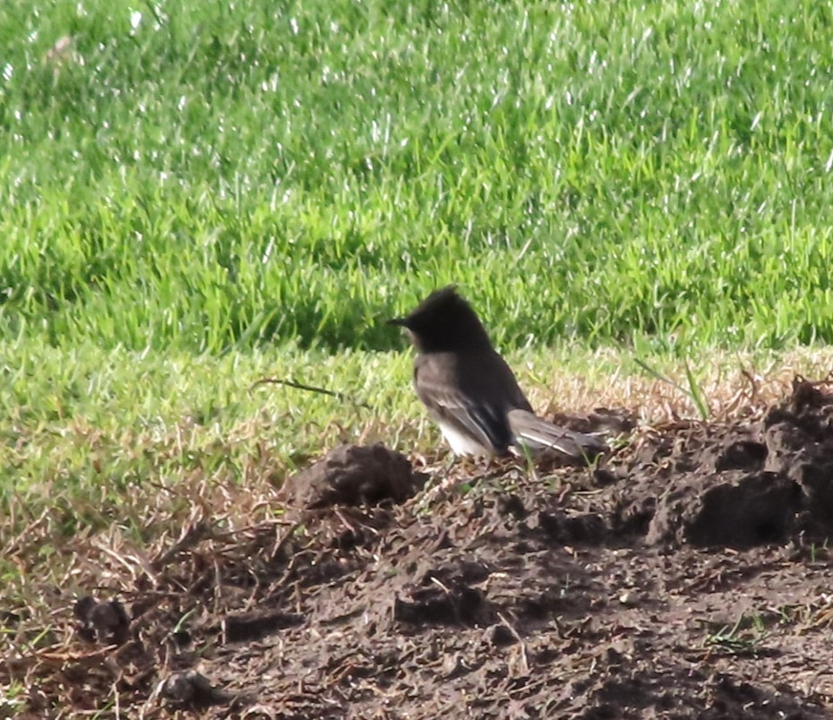 Black Phoebe - ML512636041