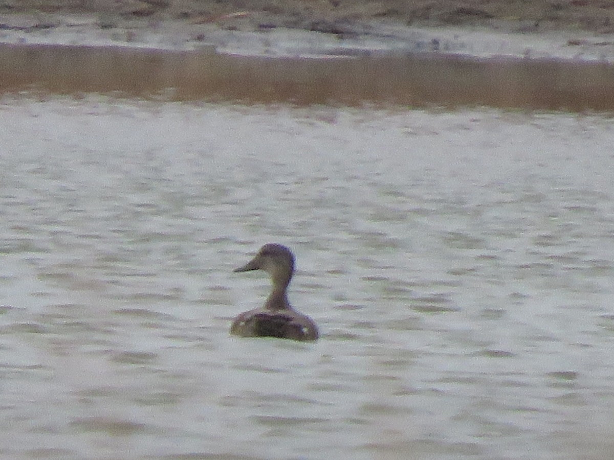 Northern Pintail - ML512636341