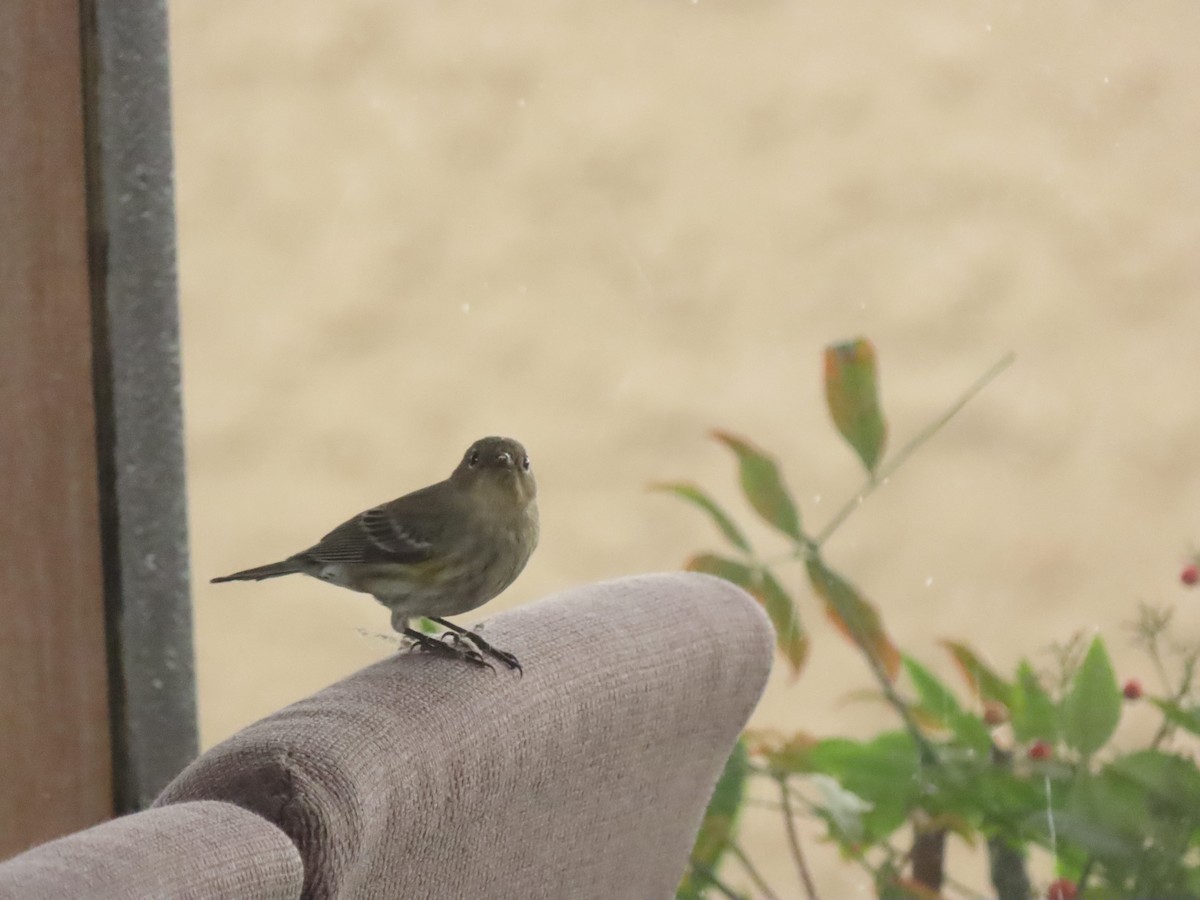 Yellow-rumped Warbler - Trevor Leitz