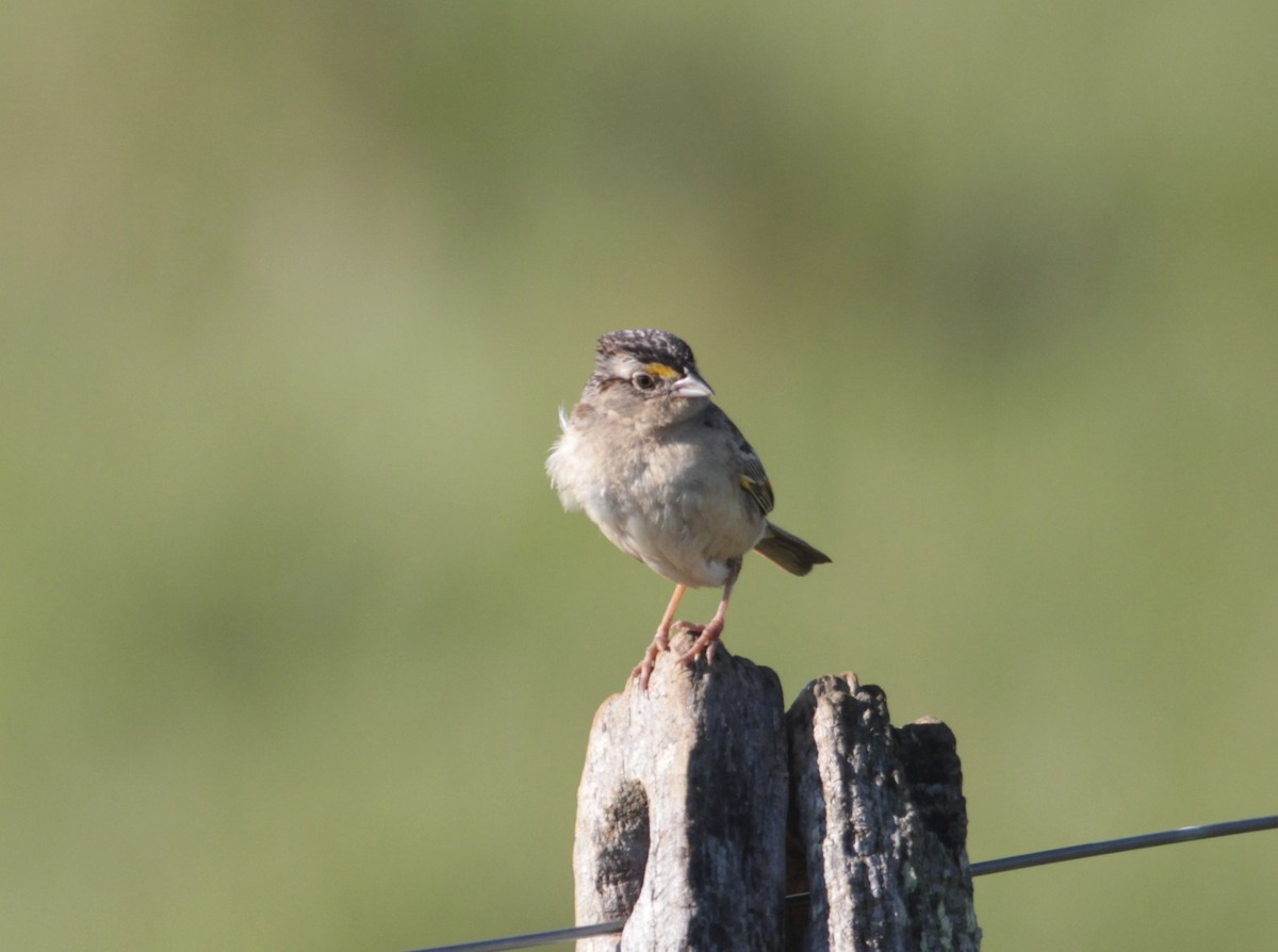 Grassland Sparrow - Thomas Plath