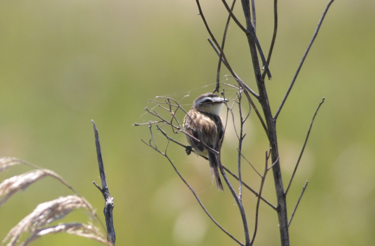 Sharp-tailed Tyrant - ML512638131