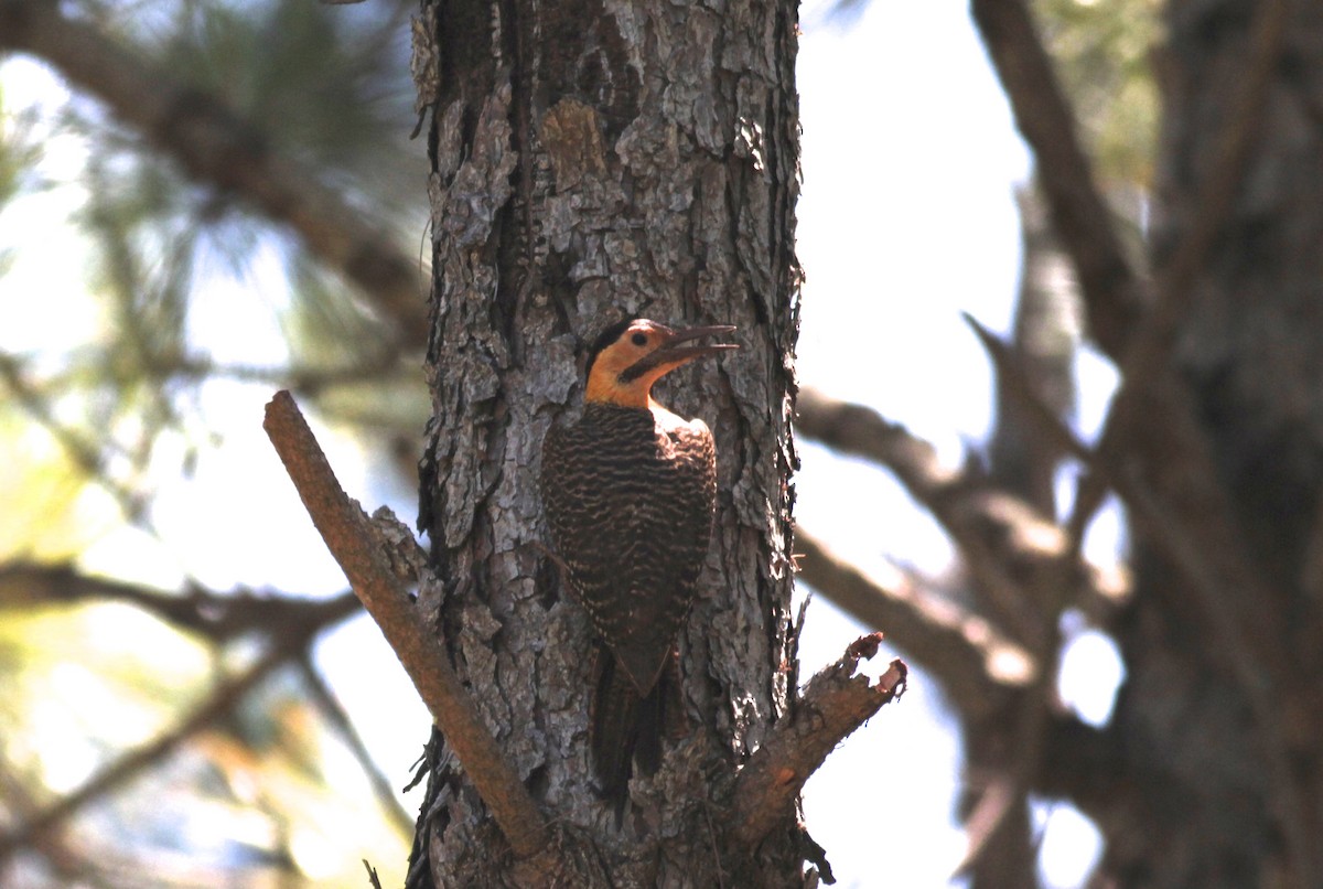 Campo Flicker - ML512638421