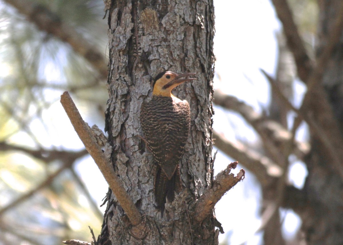 Campo Flicker - ML512638431