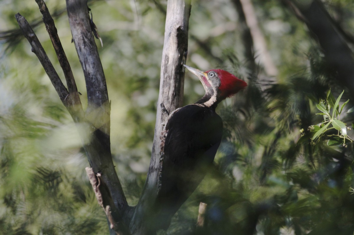 Lineated Woodpecker - Thomas Plath