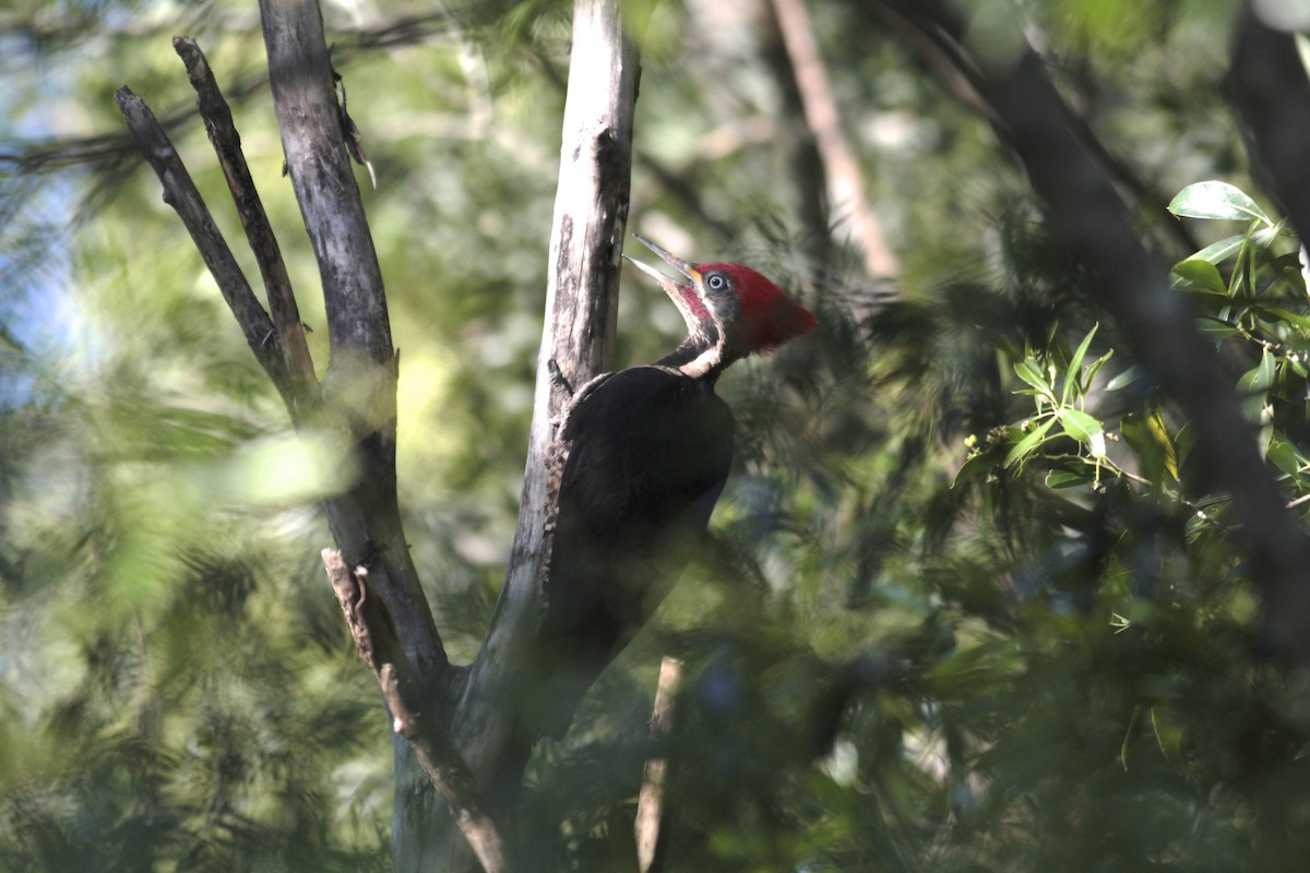 Lineated Woodpecker - ML512638571