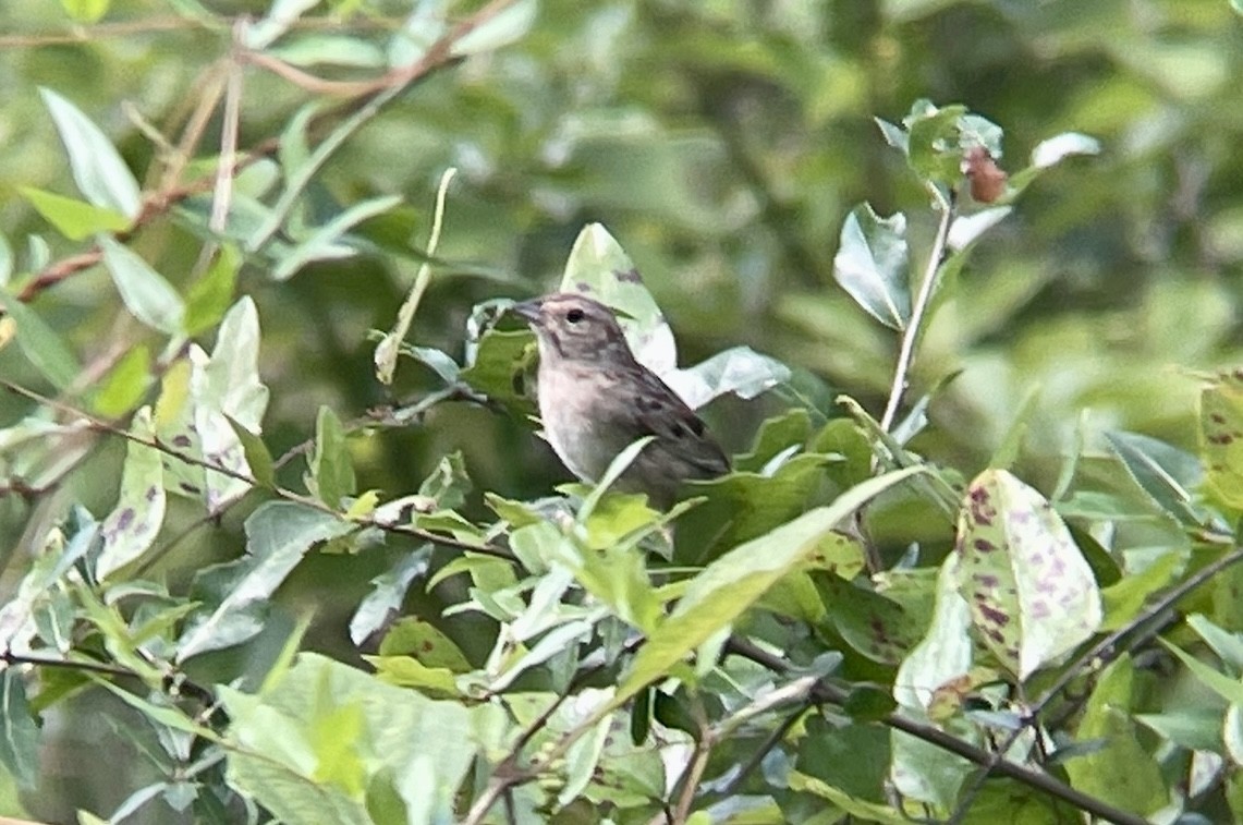 Bachman's Sparrow - ML512638861