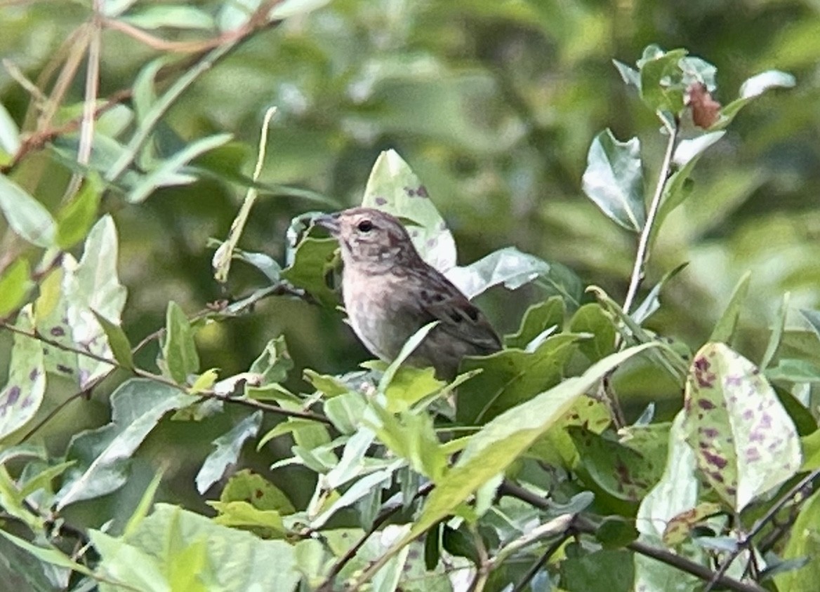 Chingolo de Bachman - ML512638871