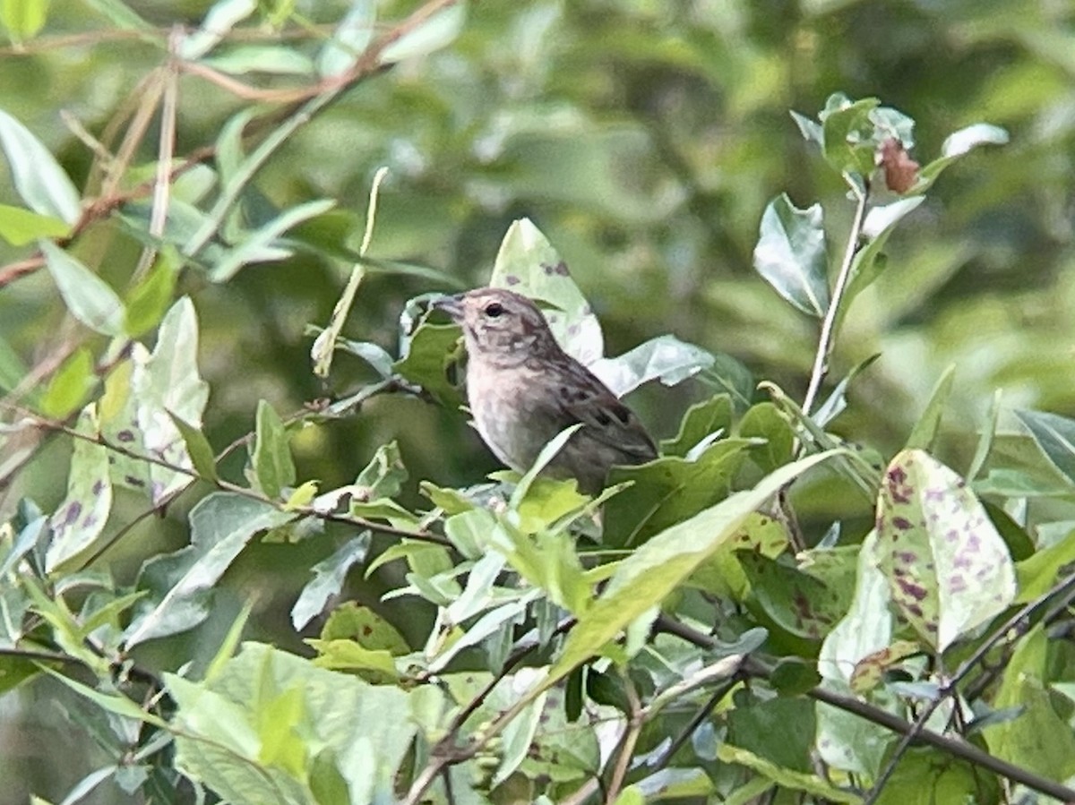 Bachman's Sparrow - ML512638881