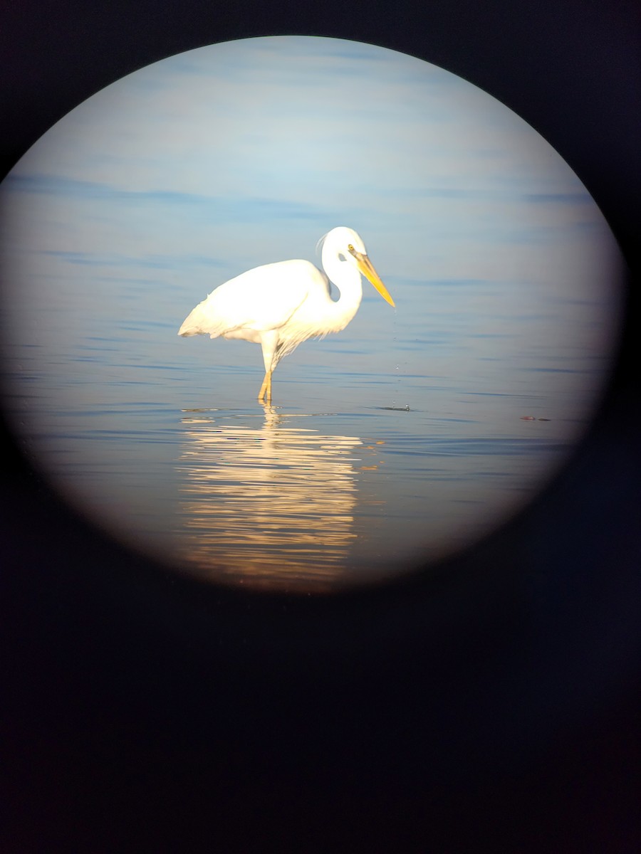 Great Blue Heron (Great White) - ML512639311