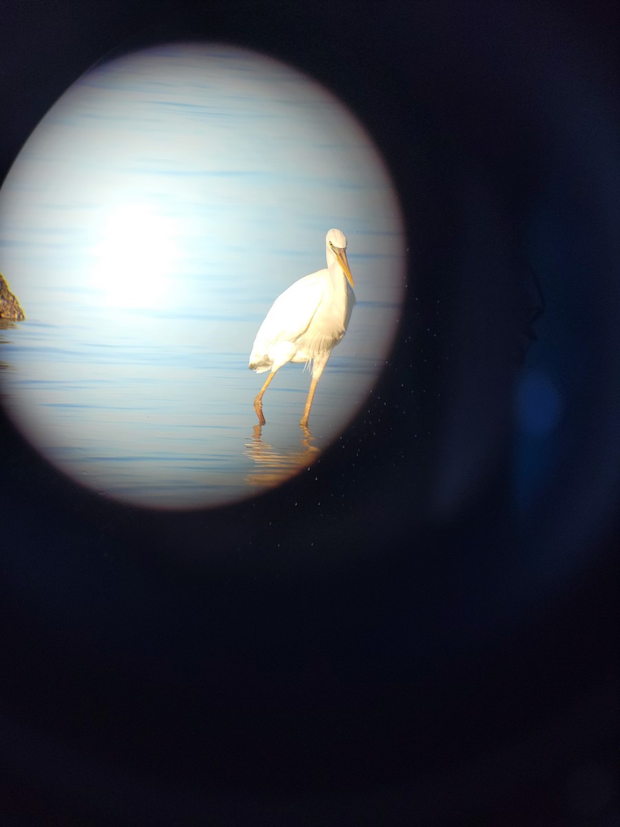 Great Blue Heron (Great White) - ML512639481