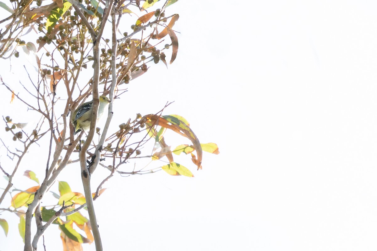 Forty-spotted Pardalote - ML512639521