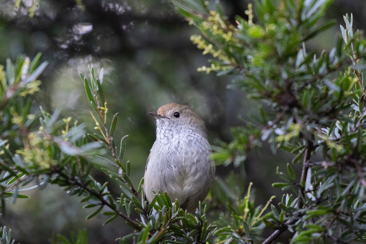 Tasmanian Thornbill - ML512639761