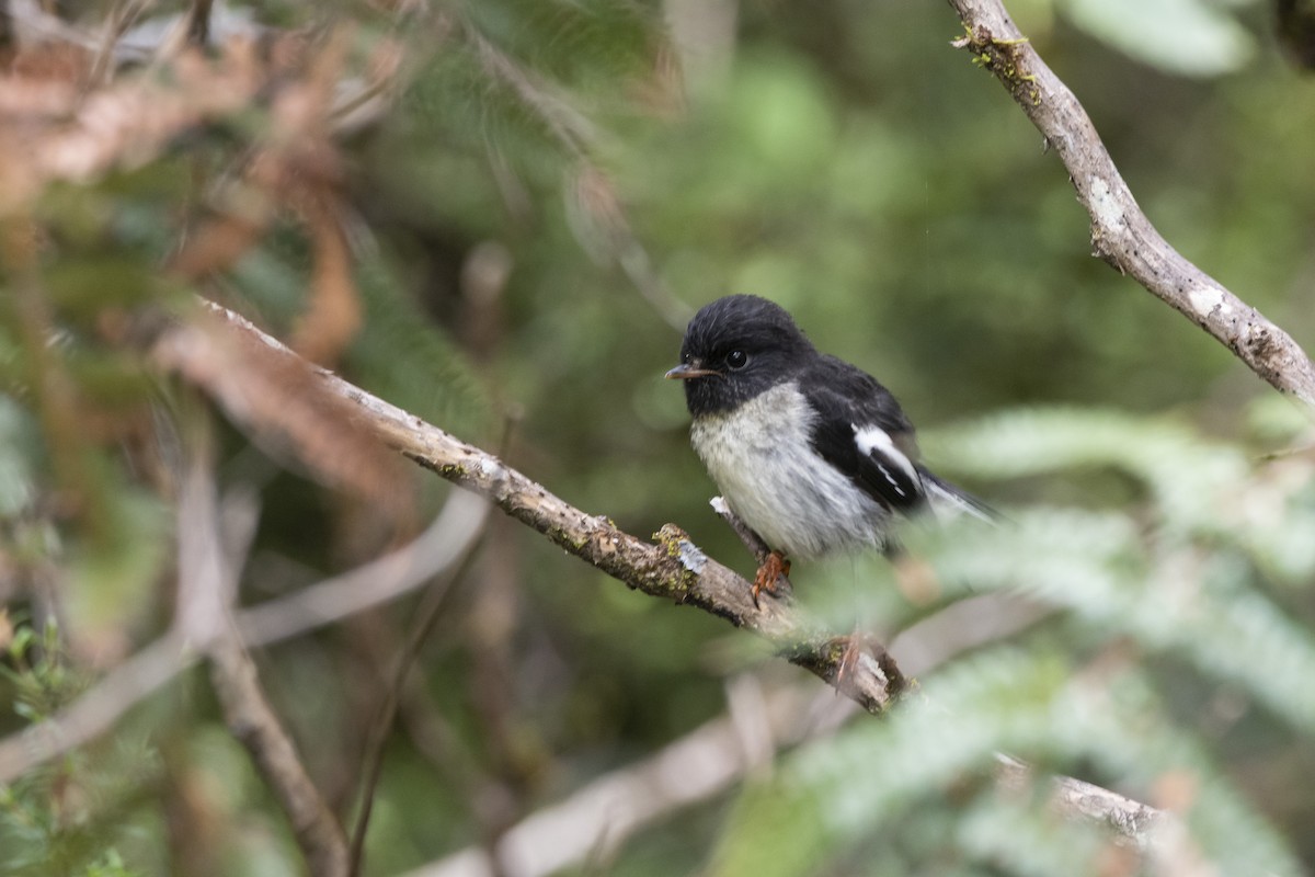 Tomtit - ML512640061