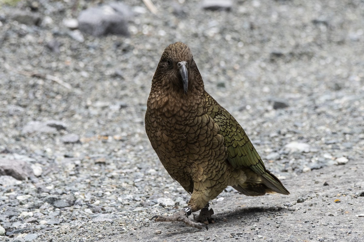 Kea - ML512640271