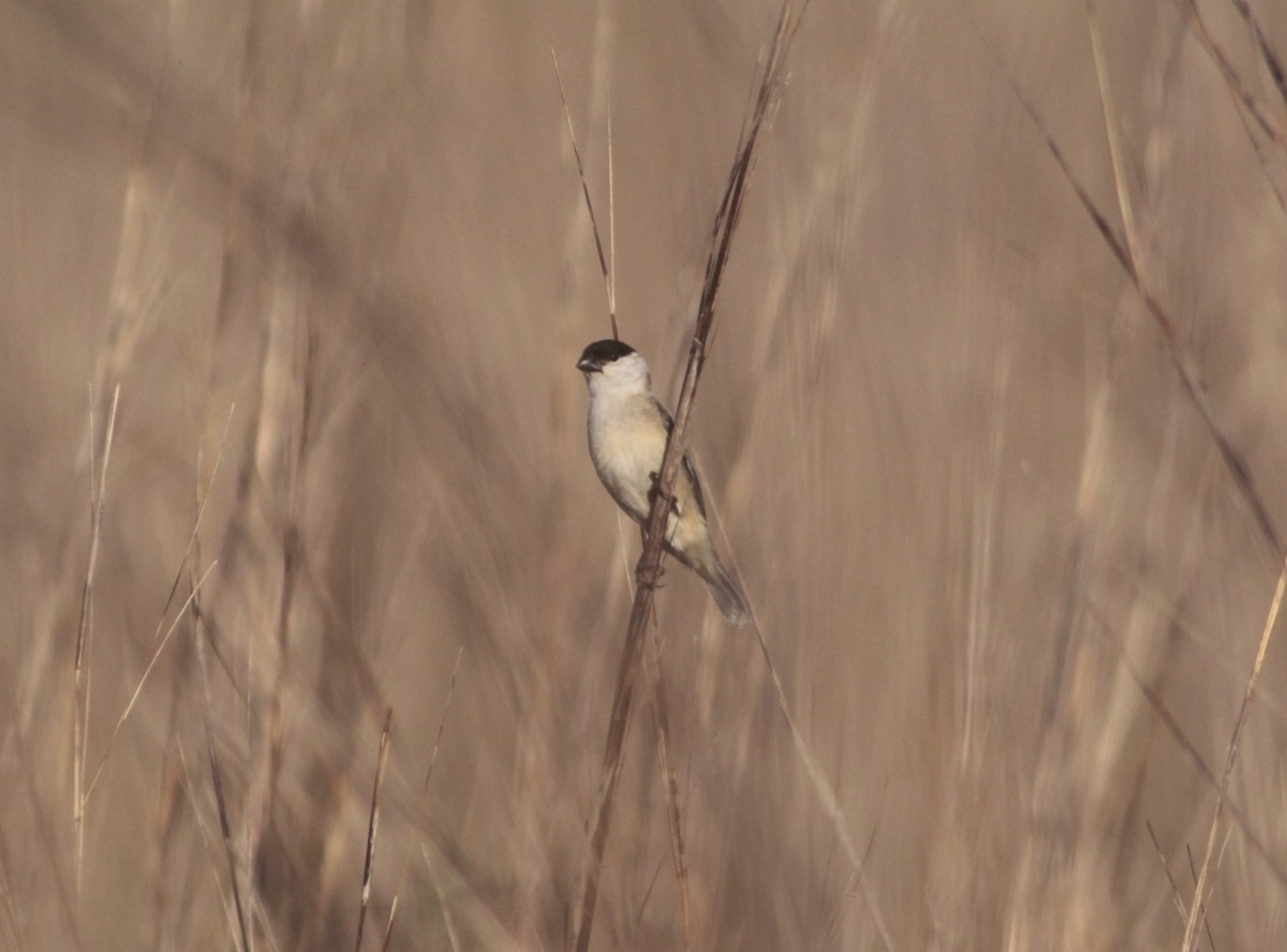 Pearly-bellied Seedeater - Thomas Plath