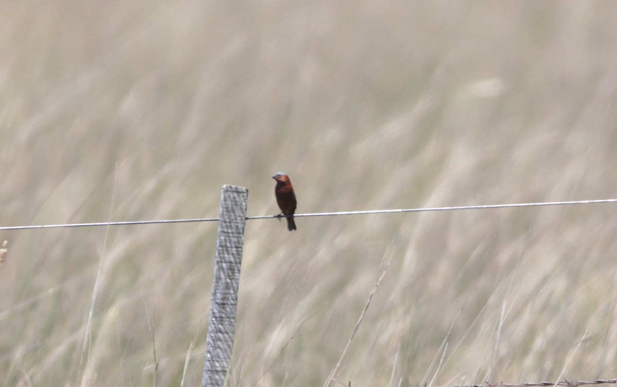 Chestnut Seedeater - ML512640541