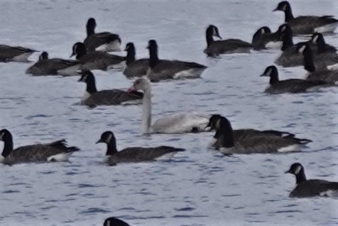 Tundra Swan - ML512640611