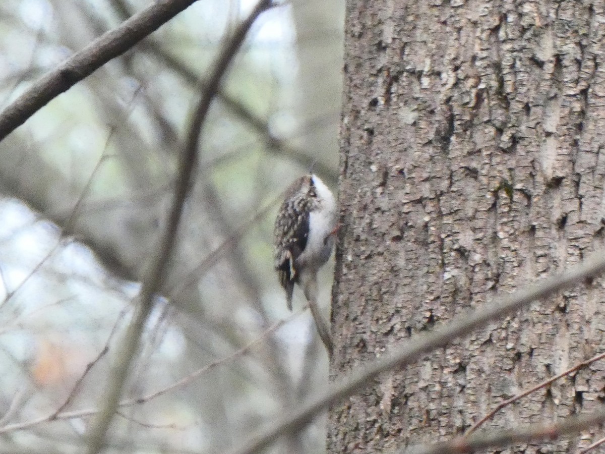 Brown Creeper - ML512643301