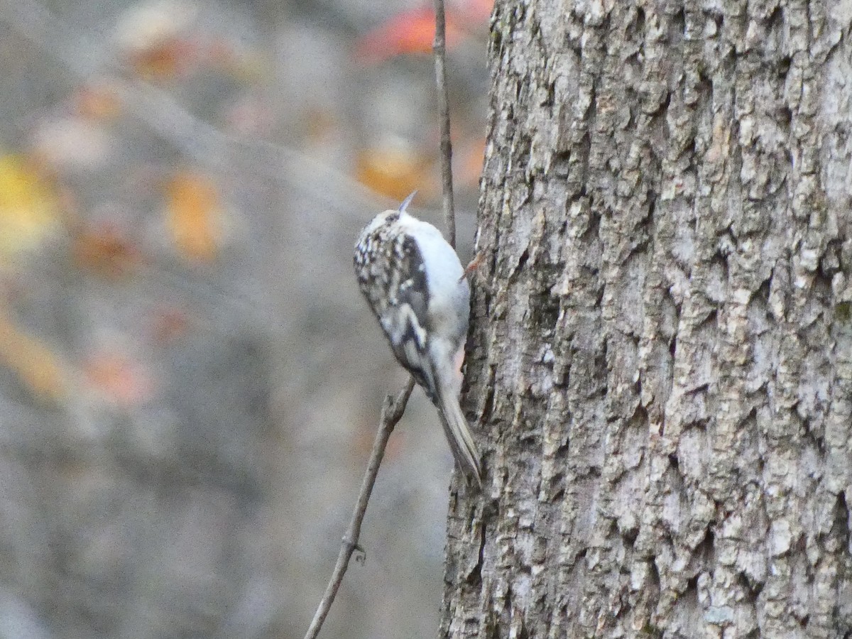 Brown Creeper - ML512643311